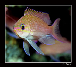 Pink Anthias taken in l'Estartit by Daniel Strub 
